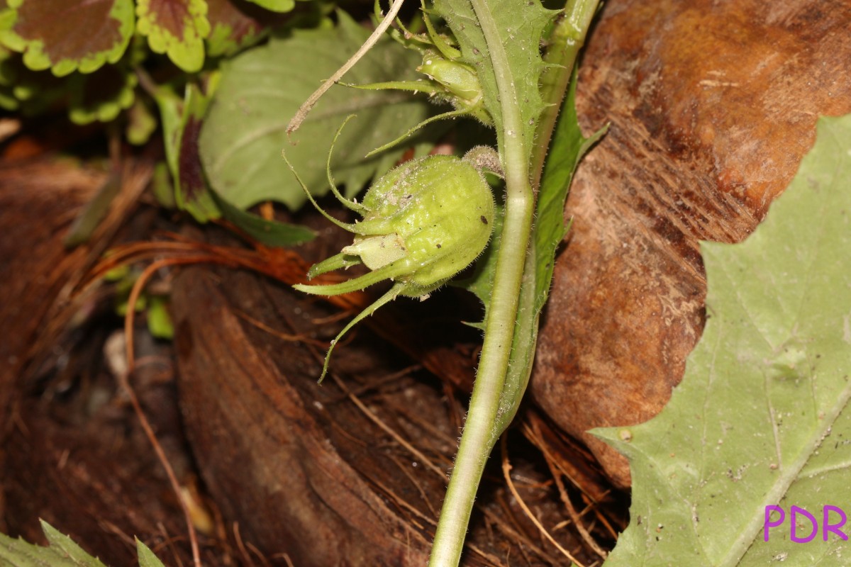 Hippobroma longiflora (L.) G.Don